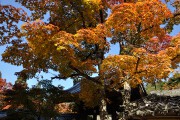 紅葉 紅葉