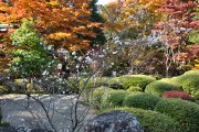 250年の古木 不断桜 不断桜