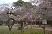 二季咲桜 二季咲桜