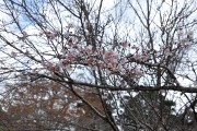 二季咲桜 二季咲桜