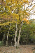 紅葉 養老公園