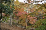 紅葉 養老公園