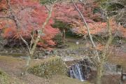 紅葉 養老公園