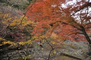 紅葉 養老公園