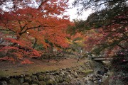 紅葉 養老公園