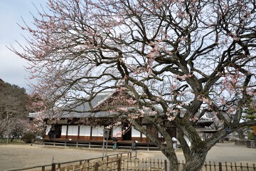 正庁と梅 梅