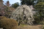しだれ梅 しだれ梅