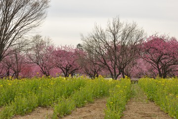 モモとナノハナ モモとナノハナ