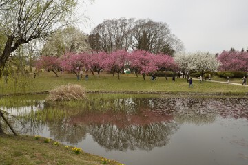 大賀蓮池 大賀蓮池