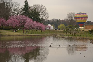 熱気球 熱気球とモモ