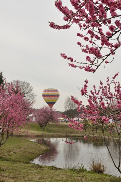 熱気球 熱気球とモモ