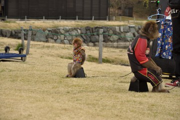 くらま Kurama 2歳、なると naruto 10歳 モンキーエンターテイメント