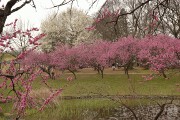 池越しに咲く桃 モモ