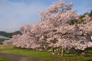 桜