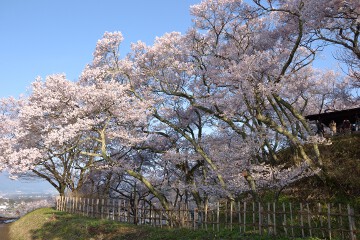 タカトオコヒガンザクラ