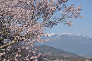 桜と中央アルプス
