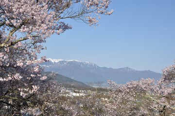 桜と中央アルプス