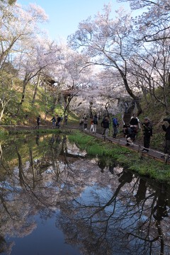 池に映る桜