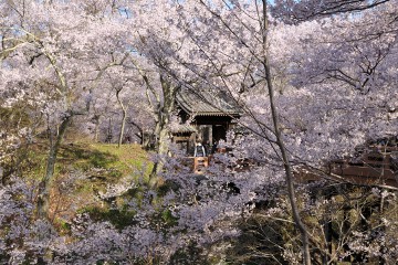桜雲橋と桜