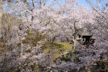 桜雲橋と桜