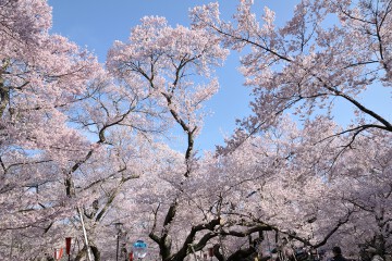 桜