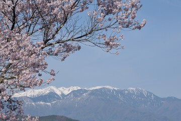 中央アルプスと桜