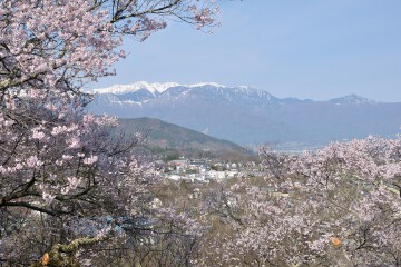 中央アルプスと桜