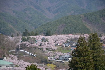 桜
