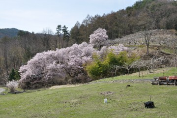桜