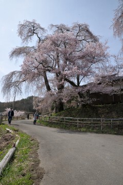 枝垂れ桜