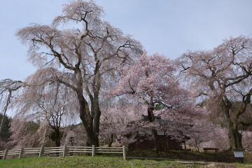 枝垂れ桜