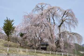 枝垂れ桜