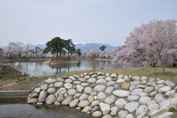 中央アルプスと桜