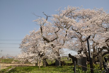 石部桜