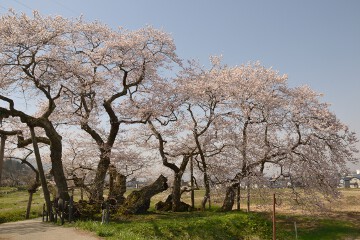 石部桜