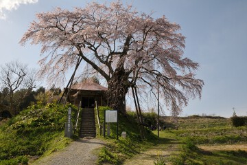 不動桜