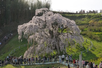 滝桜