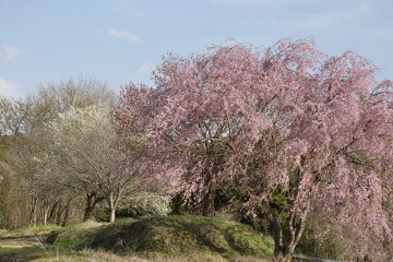 桜
