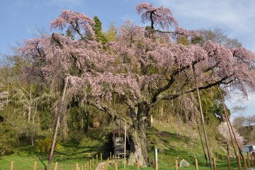地蔵桜