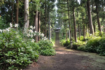 ヤマユリ ヤマユリ