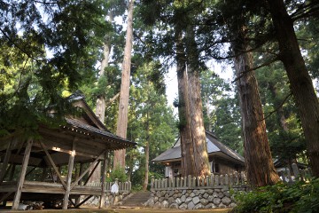 神楽殿と杉 神楽殿と杉