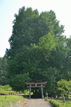 大イチョウ 大イチョウ