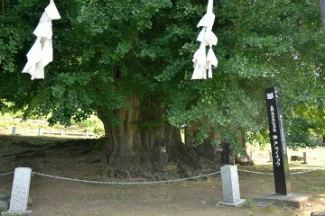 大イチョウ 大イチョウ