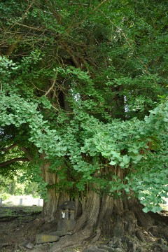 大イチョウ 大イチョウ