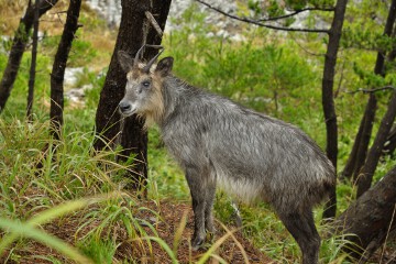 カモシカ