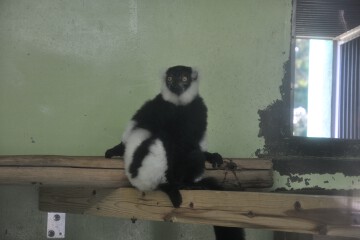 エリマキキツネザル エリマキキツネザル