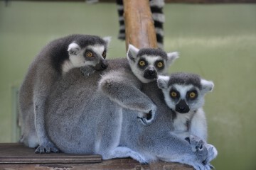 ワオキツネザル ワオキツネザル