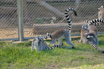 ワオキツネザル ワオキツネザル