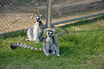 ワオキツネザル ワオキツネザル