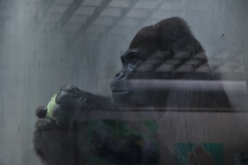 ニシロ-ランドゴリラ 食事タイム ニシロ-ランドゴリラ